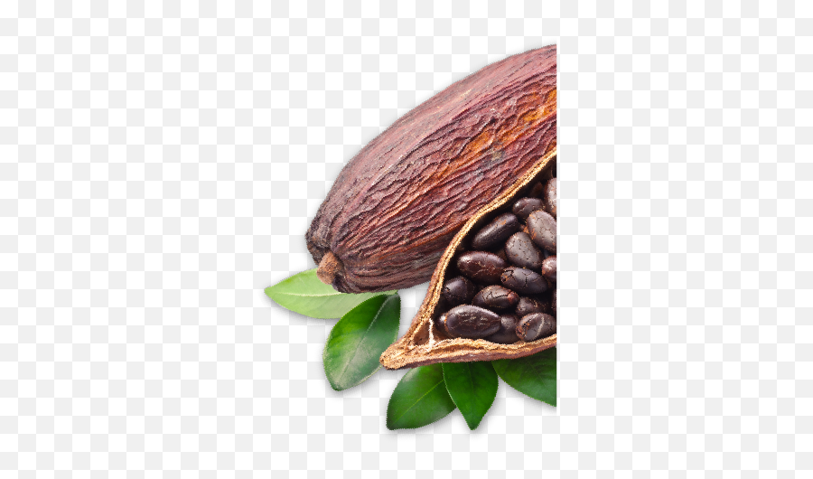Cacao Png - Cocoa Png,Cacao Png