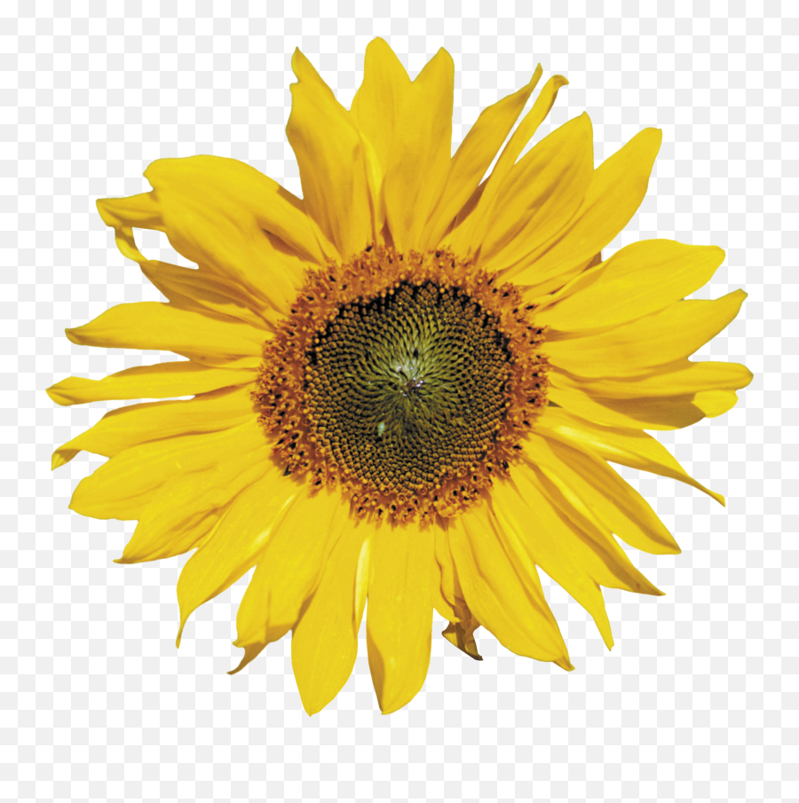 Sunflower Png Clipart - Sunflower Png Transparent,Sunflower Transparent Background