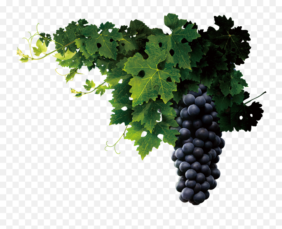 Grapevine Png Transparent - Transparent Grape Vine Png,Grapevine Png