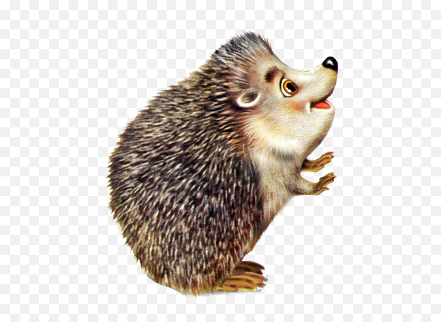 Cute Hedgehog Png Clipart Background - Hedgehog Color Pencil Drawing,Hedgehog Png