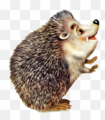 Cute Hedgehog Png Clipart Background - Color Pencil Drawing