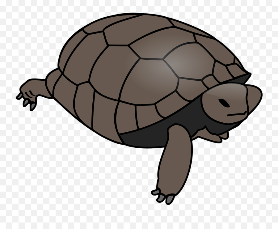 Clipart Transparent Background - Brown Turtle Clipart Png,Turtle Transparent Background