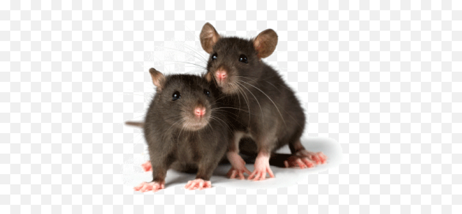 Rat Mouse Png Free Download 3 - Two Rats,Rat Png