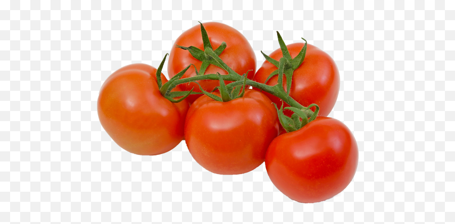 Common Garden Crop Prized - Vine Tomatoes Png,Tomato Transparent