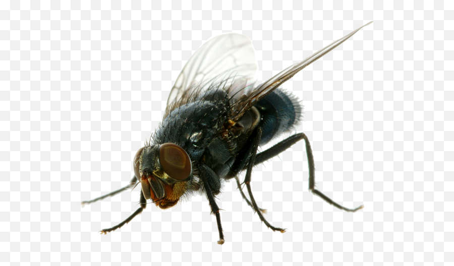 Fly - Flies Png,Fly Png