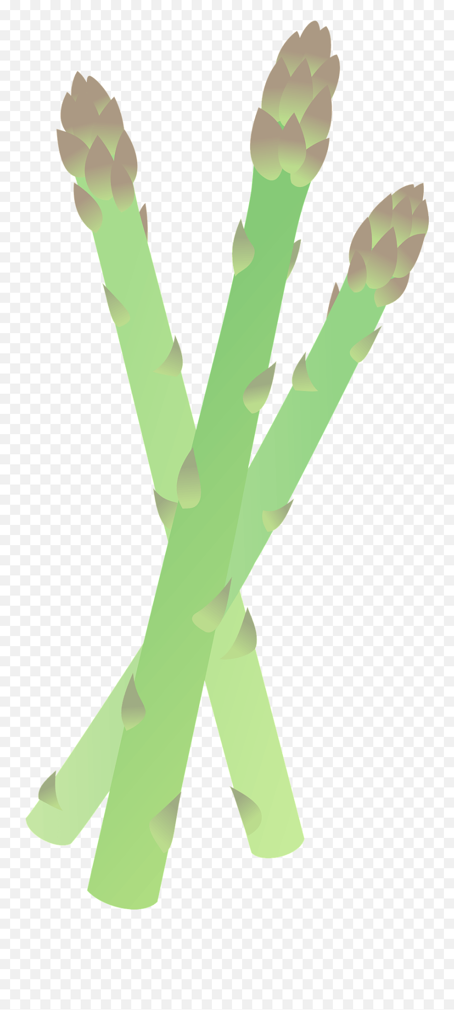 Asparagus Stalks Clipart Free Download Transparent Png - Tree,Asparagus Png