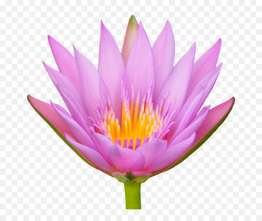 Lotus Flower Water Lily - Free Photo On Pixabay Lotusblüte Png,Lotus Transparent