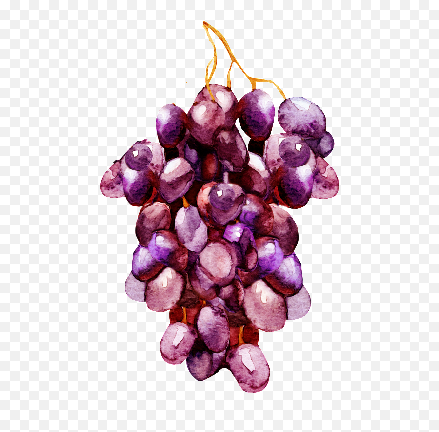 Download Hand Painted A Bunch Of Purple Grapes Decorative - Grape Png,Grapes Transparent Background