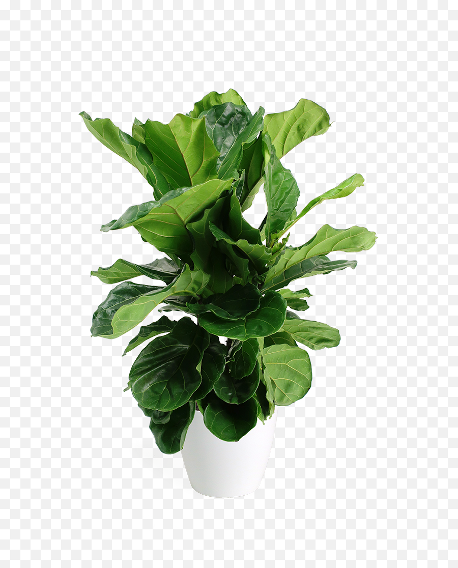 Ficus Lyrata Bush Small Houseplant U2013 Chelsea Garden Center - Transparent Fiddle Leaf Fig Png,Bush Plant Png