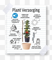 Download Keep Farmzy Tomato Plants - Flowerpot Png,Tomato Plant Png