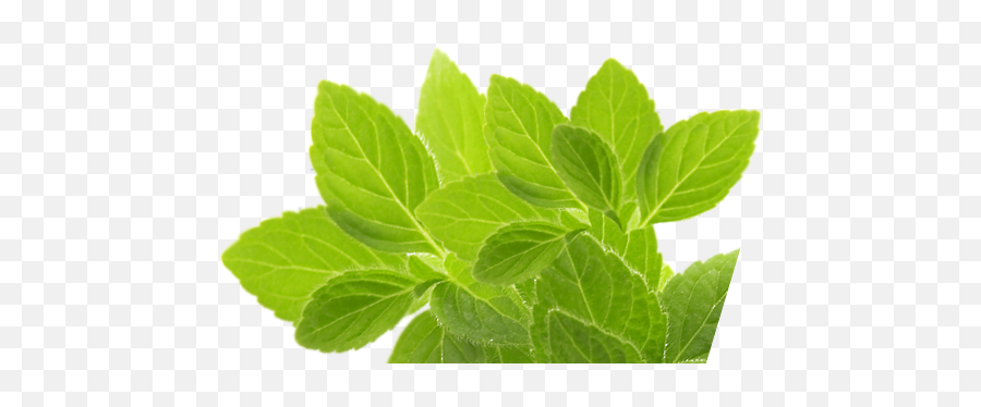 Herb Png Picture - Stevia Rebaudiana,Mint Leaves Png
