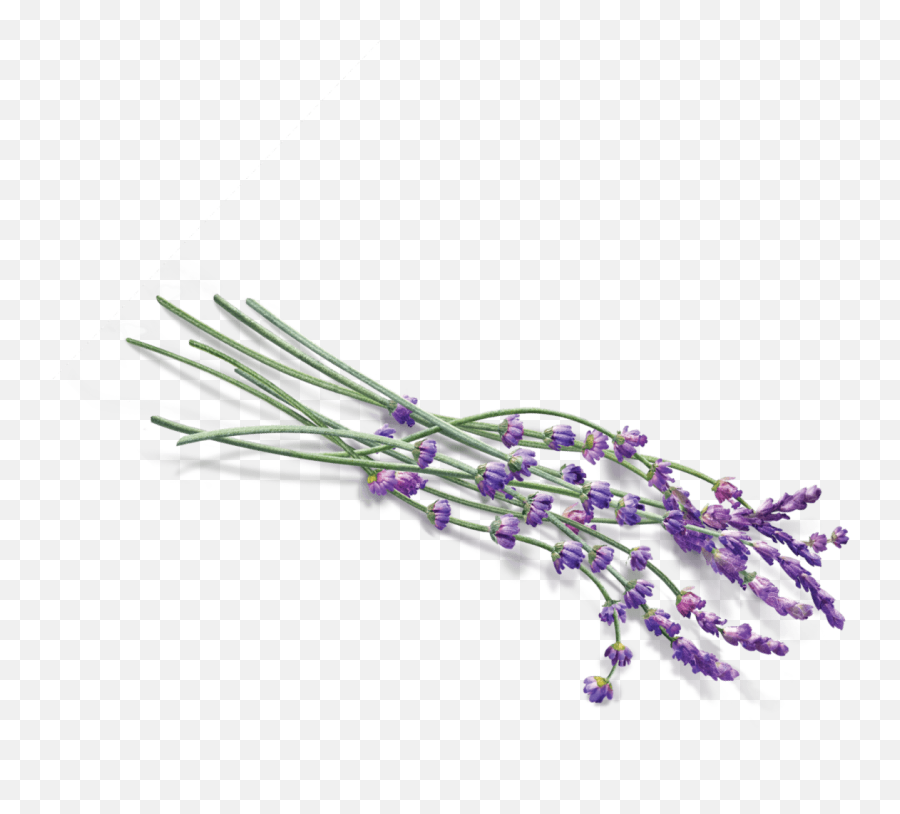 Some Lavender Transparent Png - Lavender Clipart Transparent Png,Lilac Png