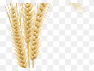 Grains Clipart Tree - Espigas De Trigo En Png Transparent Espiga De Trigo Logo Clipart,Grains Png