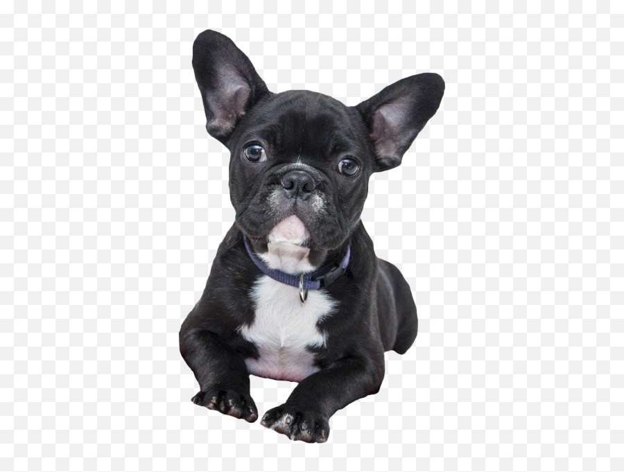 French Bulldog Png File - French Bulldog Transparent Background,French Bulldog Png