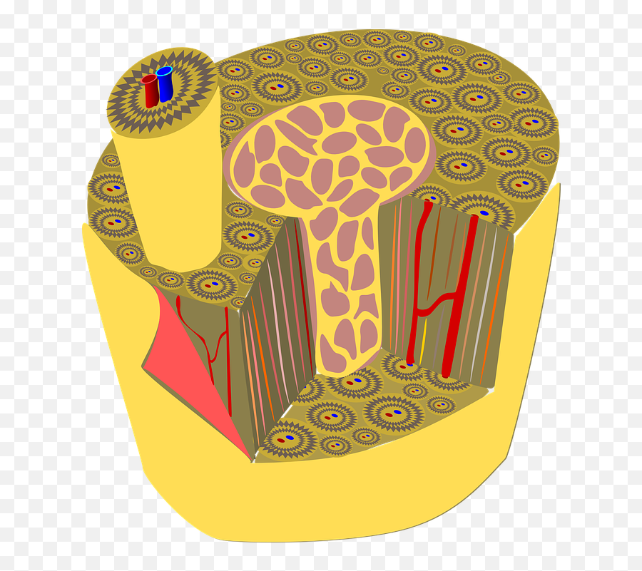 Bone Tissue Anatomy - Free Vector Graphic On Pixabay Tecido Osseo Png,Tissue Png