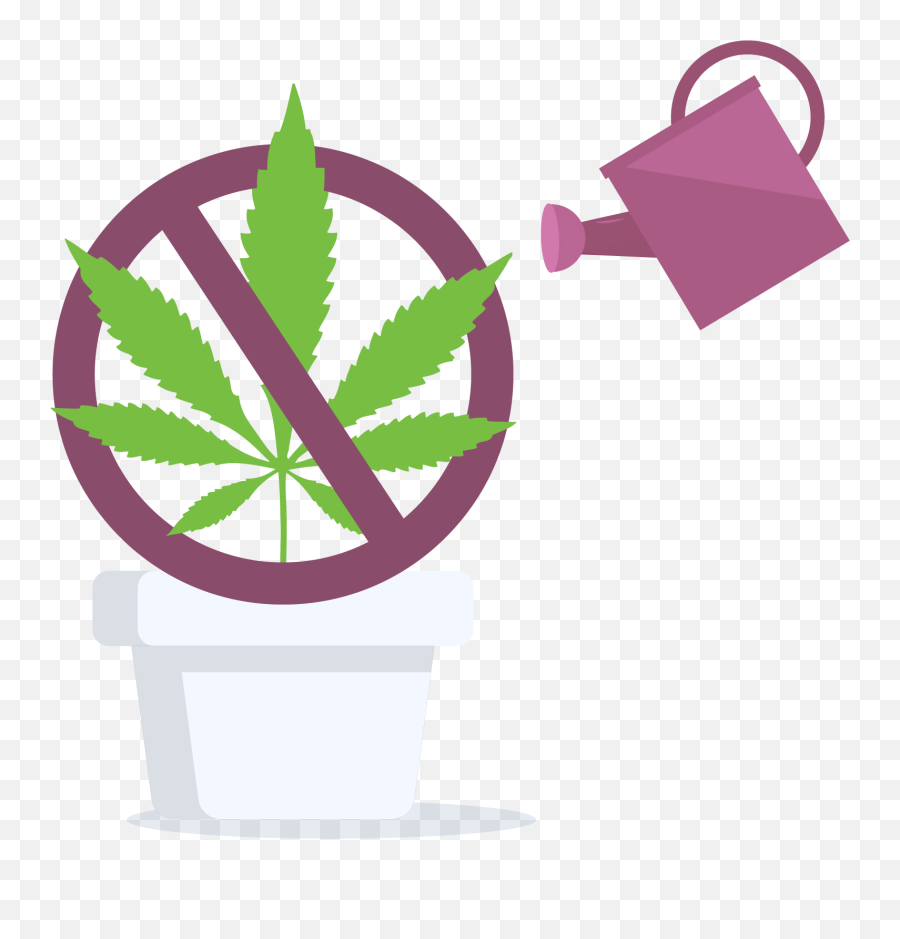 Cannabis Home Grow Is Prohibited - Marijuana Leaf Png,Marijuana Leaf Transparent