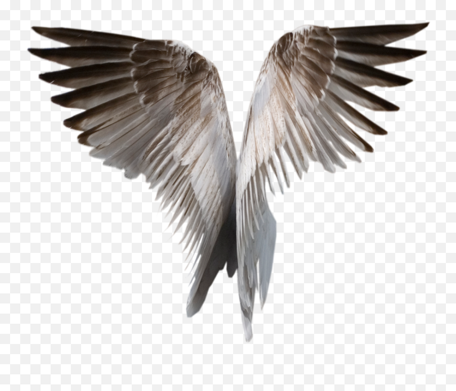 White Wings Png Image - Angel Wings Gif Png,Wings Png