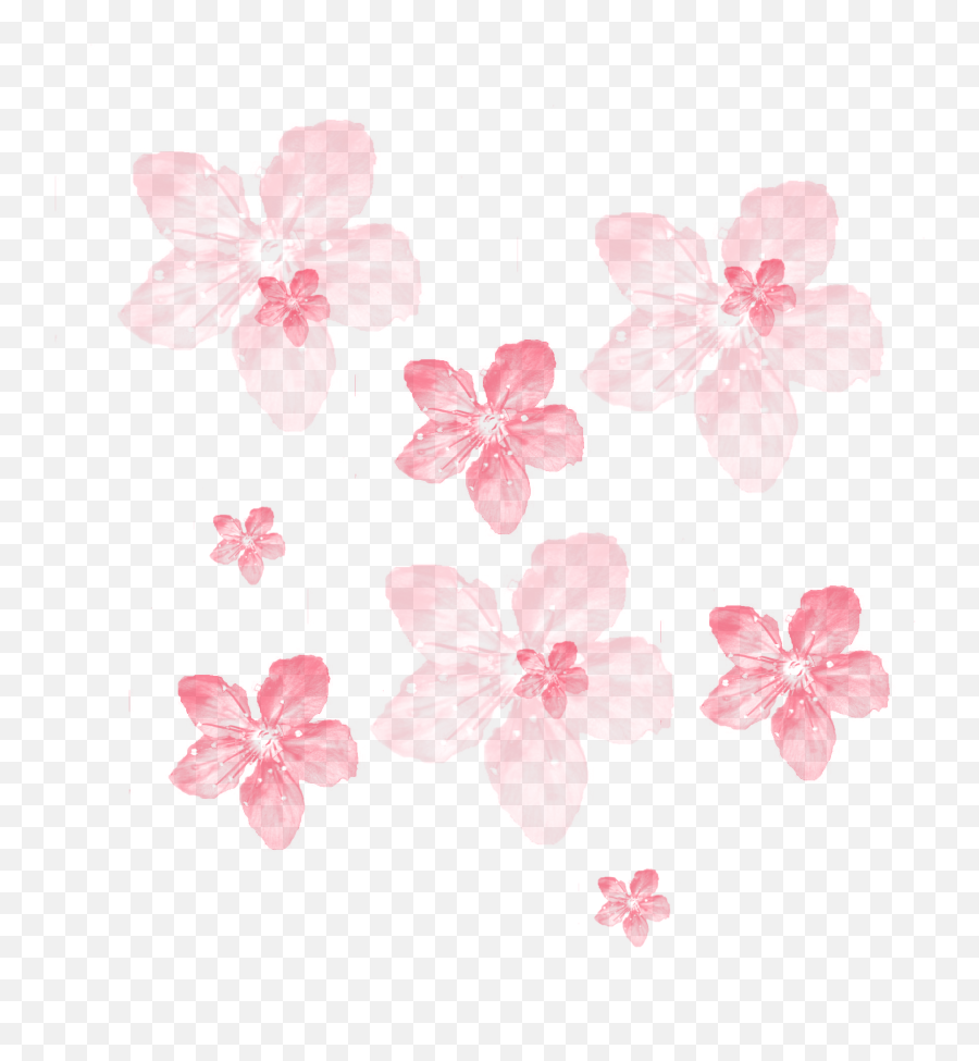 Ftestickers Background Overlay Flowers - Japanese Cherry Blossom Png,Flowers Transparent