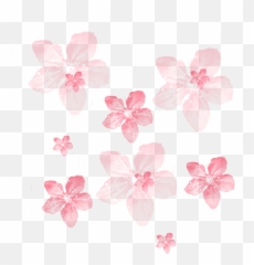 Ftestickers Background Overlay Flowers - Japanese Cherry Blossom png