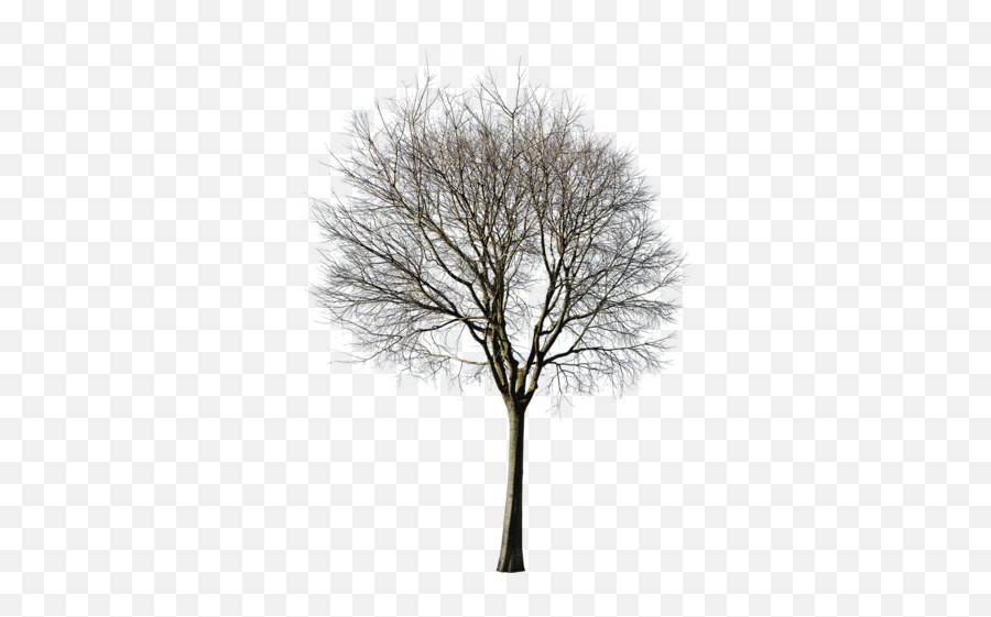 Cutout Trees U2013 Tagged Winter Pack - Winter Trees Cut Out Png,Black And White Tree Png