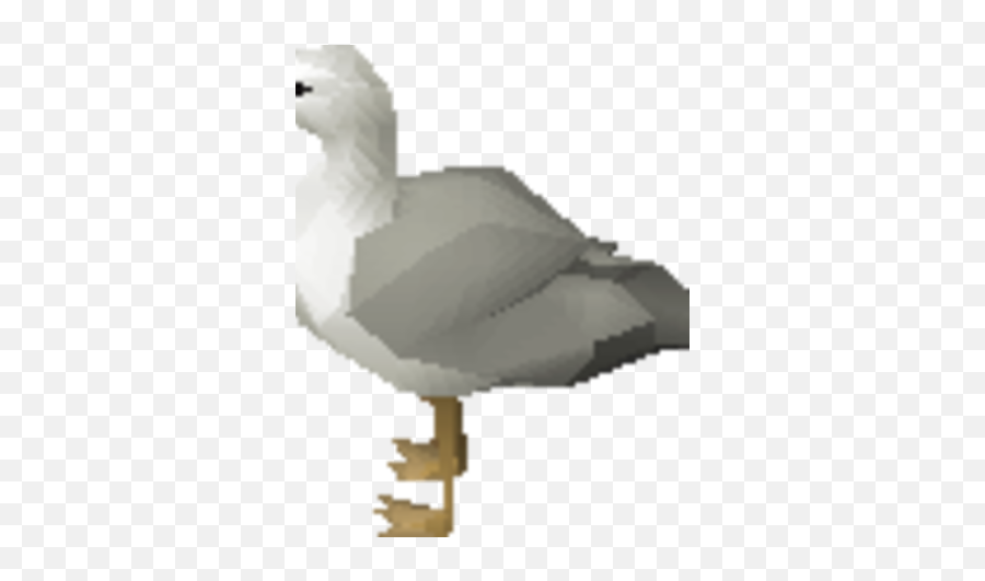 Seagull - European Herring Gull Png,Seagull Png