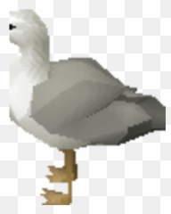 Seagull - European Herring Gull Png,Seagull Png