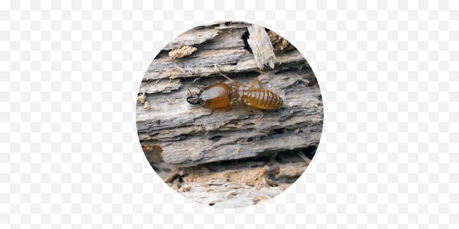 Southern California Trex Fencing Installation Consultation - Termites In Wood Png,Hoverfly Icon