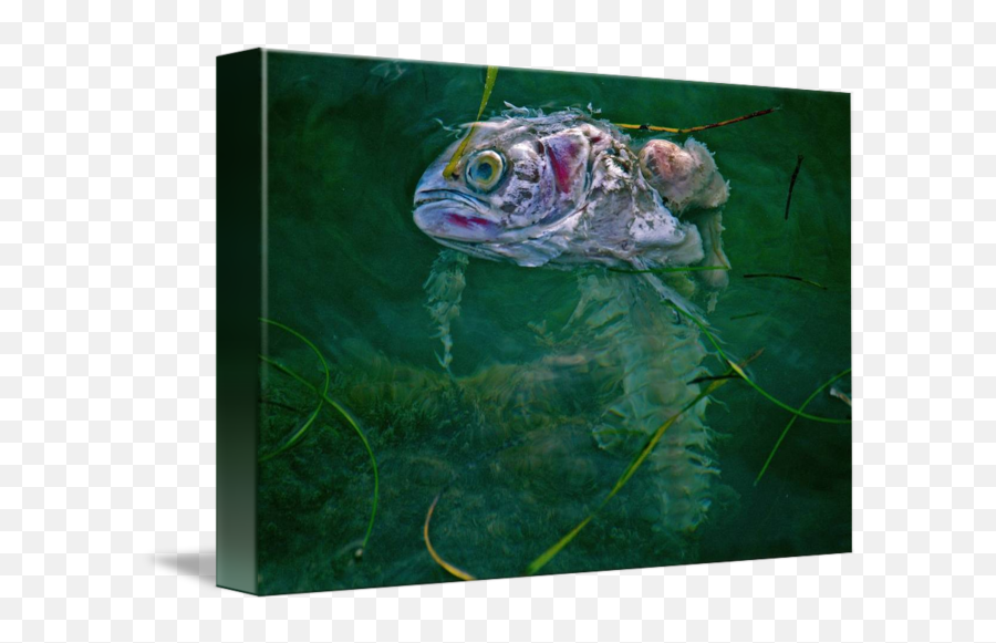 Dead Fish By Sobecamera Tumblr - Painting Png,Dead Fish Png