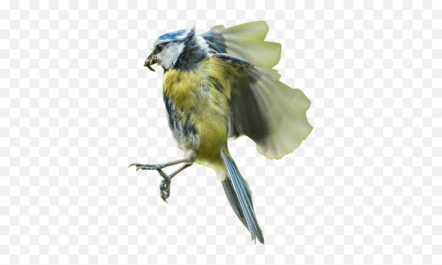 Bird In Flight Transparent Background Free Png Images - Transparent Background Bird Flying Png,Bird Flying Png