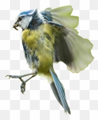 Bird In Flight Transparent Background Free Png Images - Transparent Background Flying