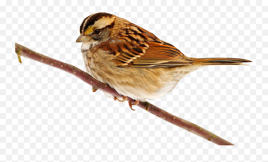 My Webpage - Png,Sparrow Png