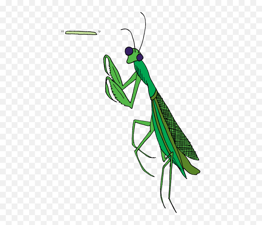 Transparent Praying Mantis Clip Art - Insect Png,Mantis Png