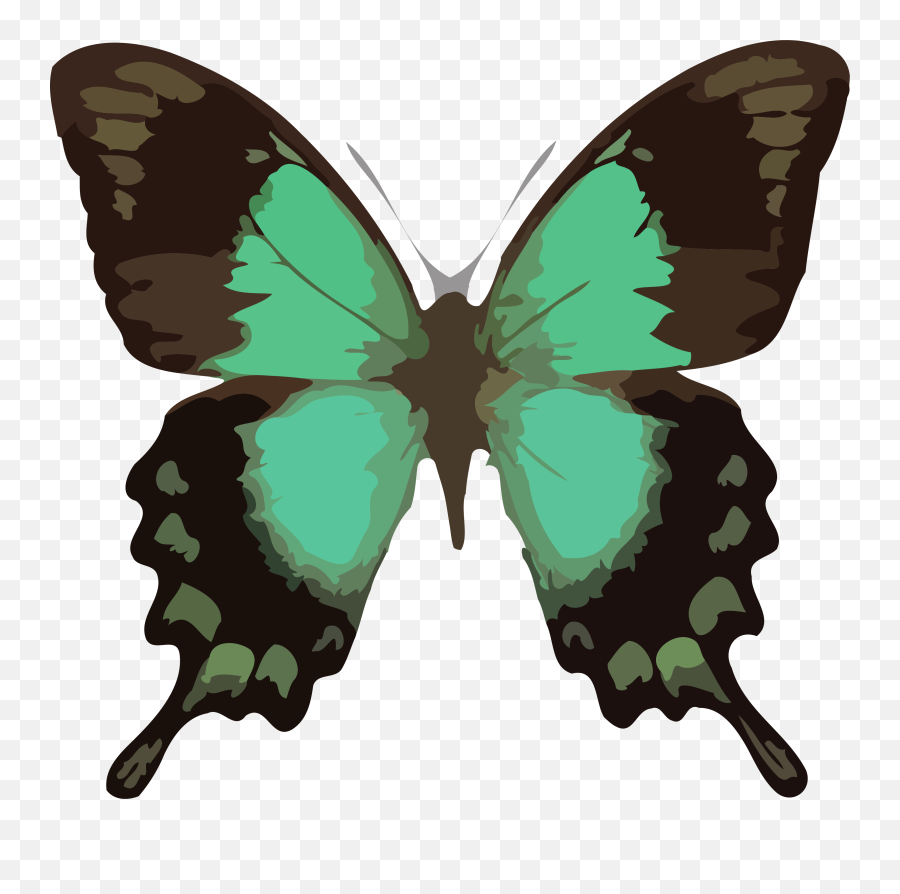 Butterfly Png Clipart Download - Papilio Lorquinianus,Butterfly Png Clipart