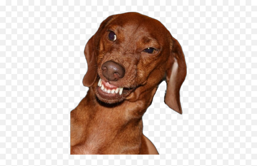 Cachorro Meme - Angry Dachshund Png,Cachorro Png