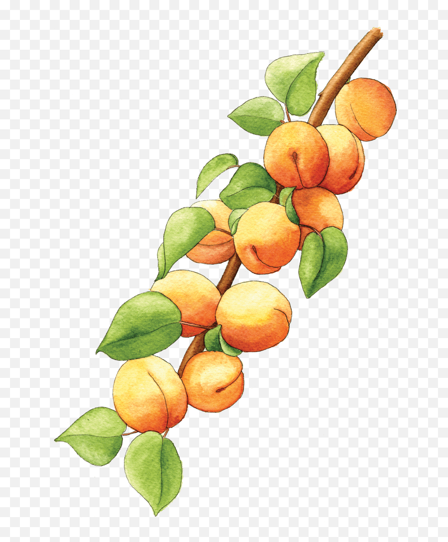 Apricots Fruits - Berkeley Horticultural Apricot Tree Png,Fruit Tree Png