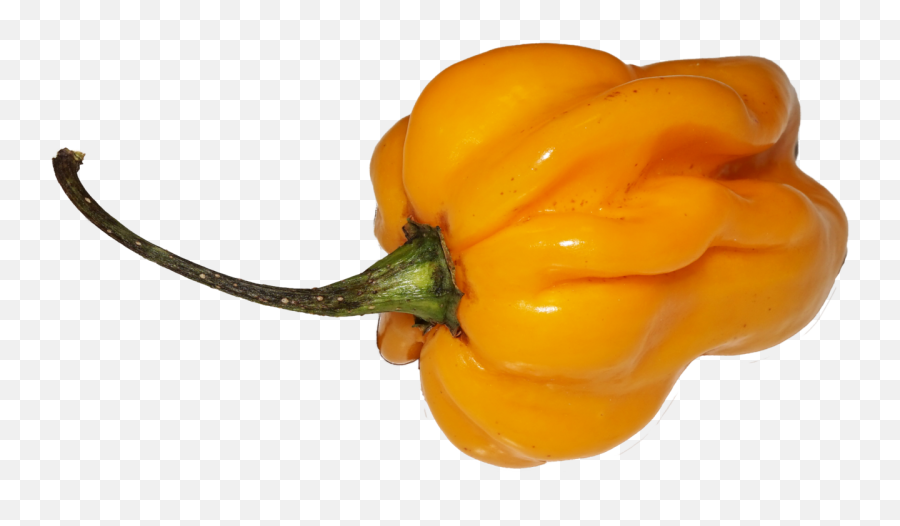 Yellow Chili - Habanero Pepper Transparent Background Png,Chili Png