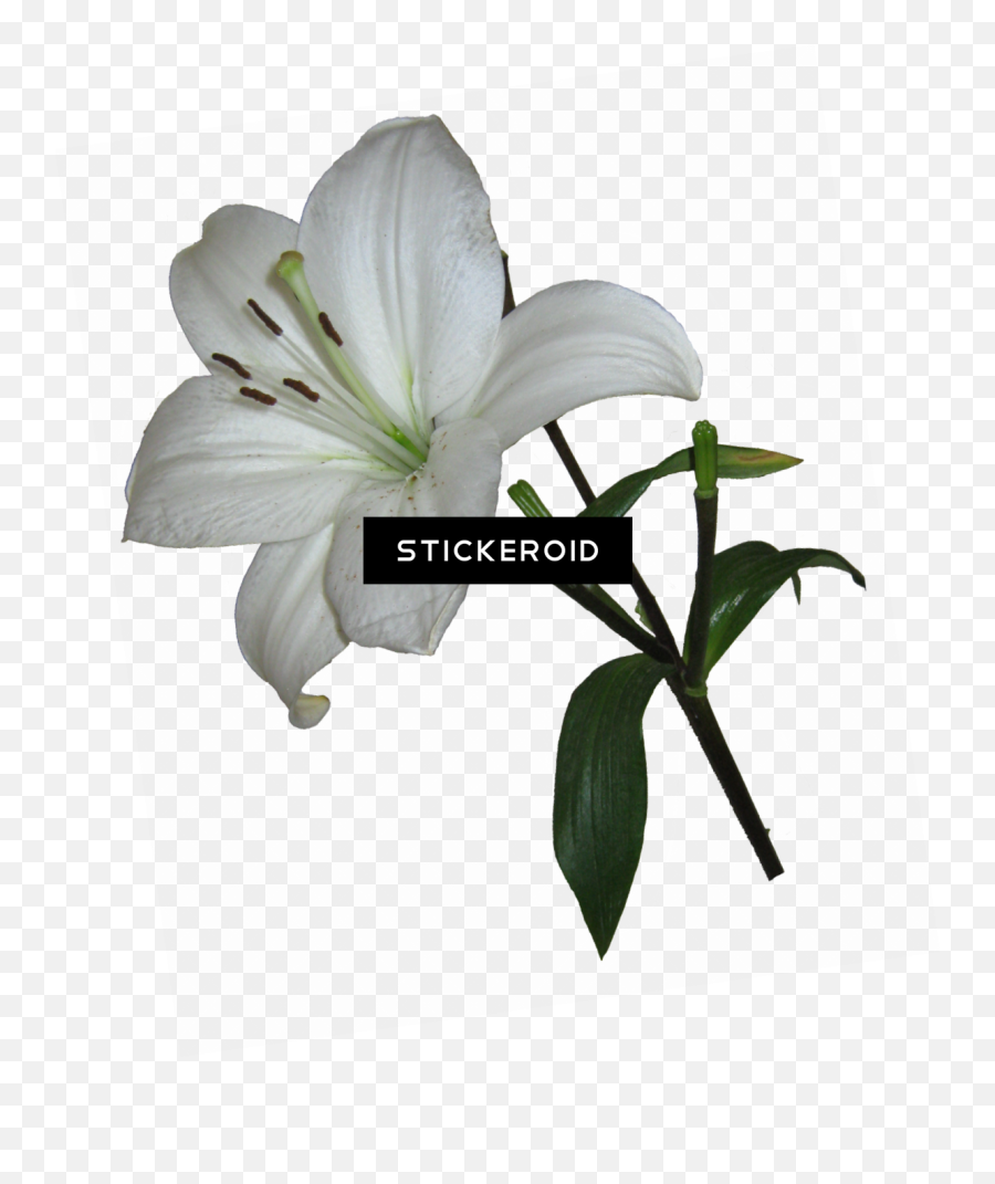 Lily Flower - Lily Transparent Background Png,Lily Transparent