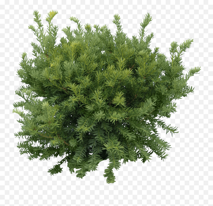 Christmas Fir - Tree Background Png Image Png Play Pine Tree Png Top,Christmas Backgrounds Png