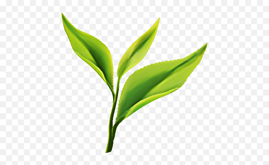 Tea leaf logo illustration | Logo illustration, Leaf logo, Tea