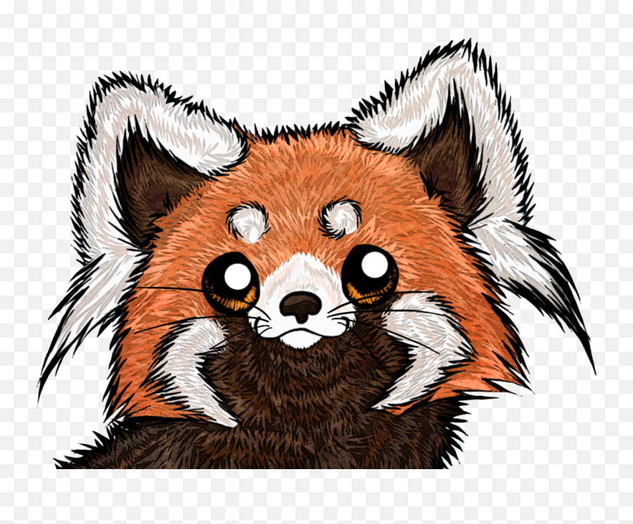 Download Hd Panda Face Drawing - Red Panda Drawing Of A Red Panda Png,Red Panda Transparent