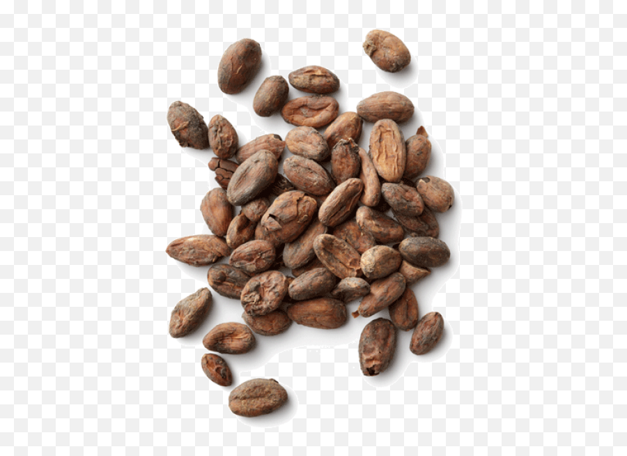 Cacao Png Image - Cacao Png,Cacao Png