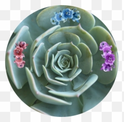 Freetoedit Shapecrop Flowers Abstract Nature Madewithp - Suculentas Cola De Burro Png,Mexican Flowers Png