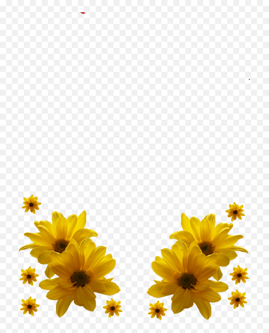 Download Yellow Flowers Frame Png Transparent - Uokplrs Hd Birthday Wishes Flower,Yellow Flowers Png