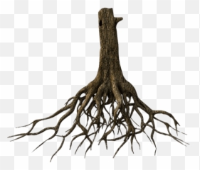 Tree Trunk And Roots Transparent Png - Background
