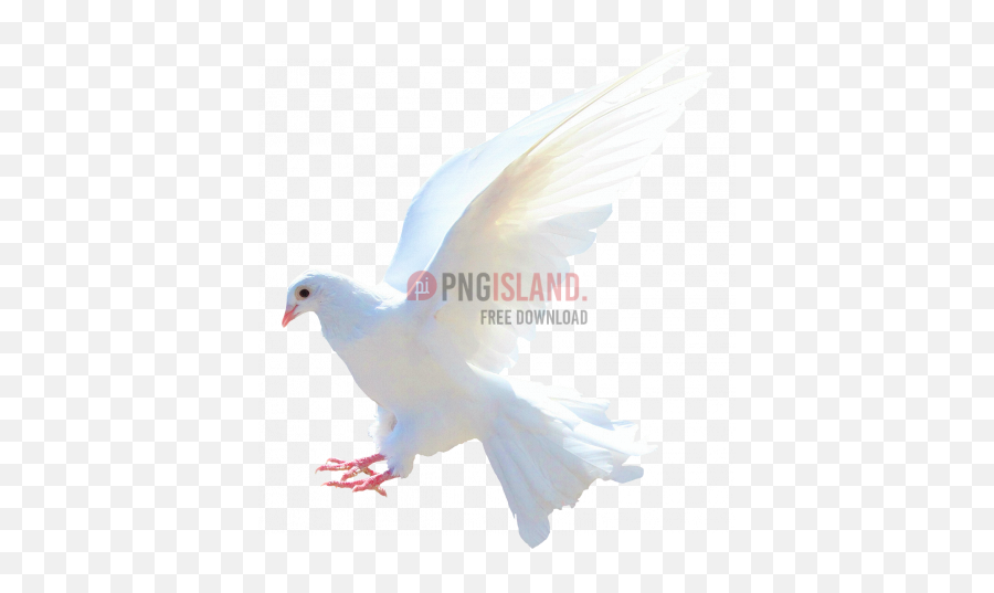 Dove Bird Png Image With Transparent - Dove Images In Png,Birds Transparent