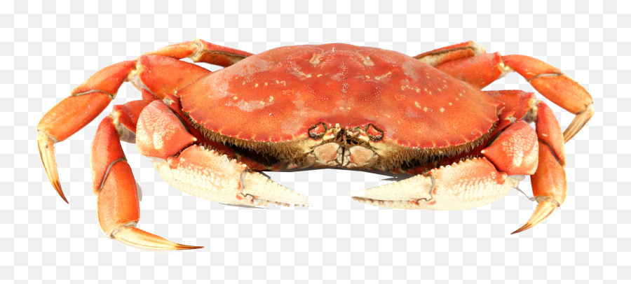 Download Crab Png Background - Kut De Krab Transparent Png Crabs,Crab Png