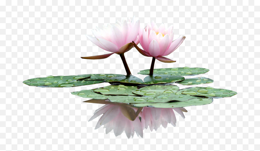 Lily In The Water Type Pc Wallpaper Album - Water Lilies Plant Png,Water Lily Png