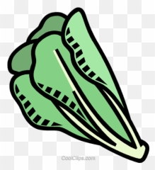 Romaine Lettuce Royalty Free Vector - Lettuce Coloring Page Png,Romaine Lettuce Png