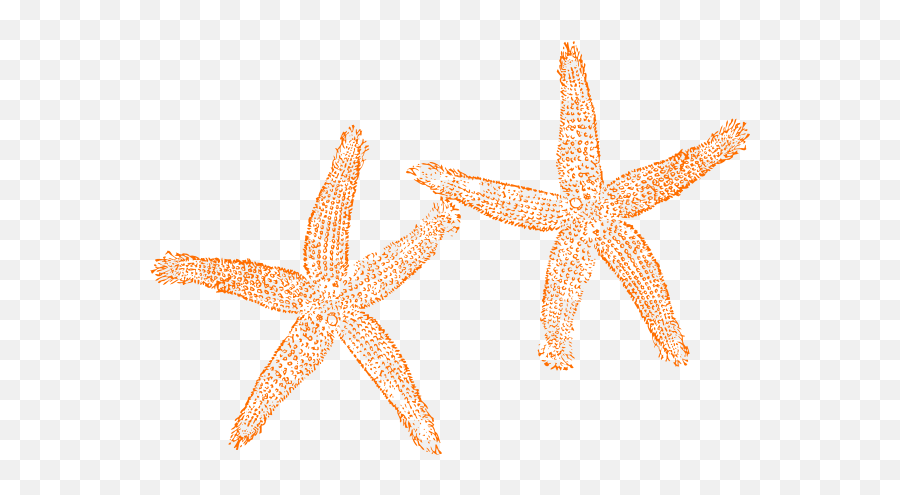 Download Hd Orange Starfish Clipart - Clipart Starfish No Fish Clip Art Png,Starfish Transparent Background