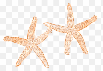 Download Hd Orange Starfish Clipart - Clipart Starfish No Fish Clip Art Png,Starfish Transparent Background